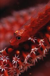 Gobie on Red Whip Coral, Mabul Island Sabah, Borneo. Niko... by Edd Brooks 